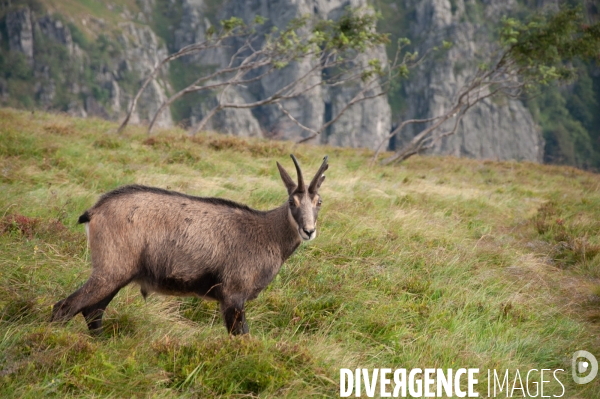 Faune et paysage des Vosges - Fauna and landscape of the Vosges