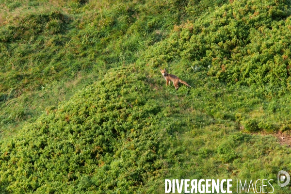 Faune et paysage des Vosges - Fauna and landscape of the Vosges