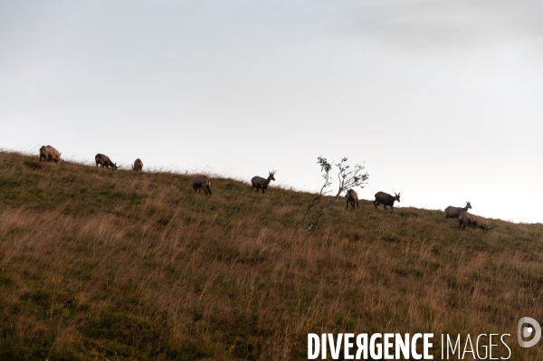 Faune et paysage des Vosges - Fauna and landscape of the Vosges