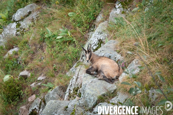 Faune et paysage des Vosges - Fauna and landscape of the Vosges