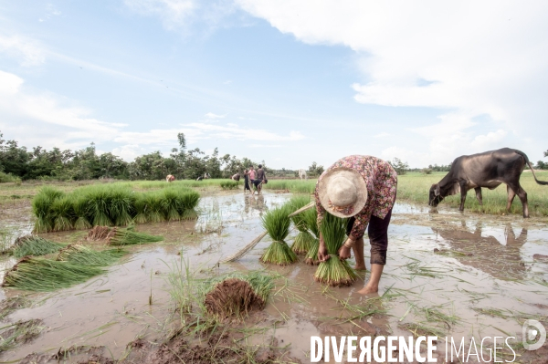 Cambodge - Cambodia