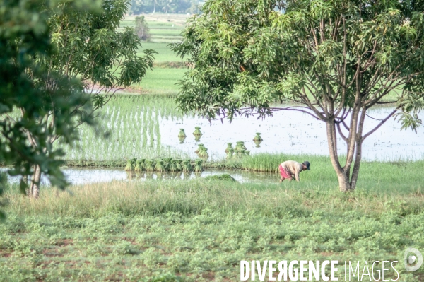 Cambodge - Cambodia