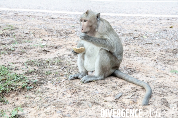 Cambodge - Cambodia