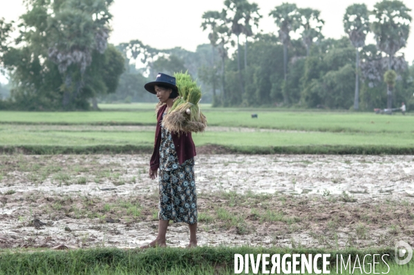 Cambodge - Cambodia