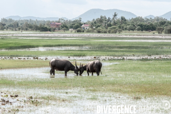 Cambodge - Cambodia