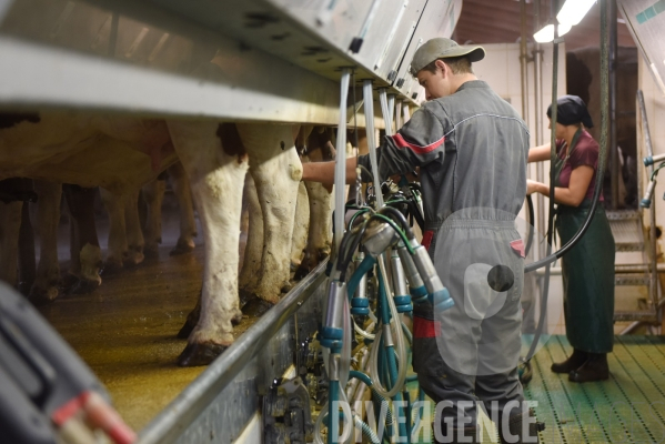 Agriculture, Elevage laitier