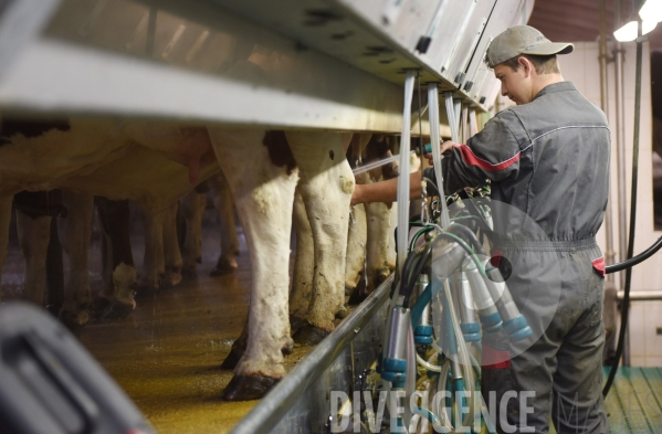 Agriculture, Elevage laitier