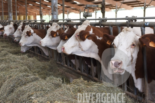 Agriculture, Elevage laitier
