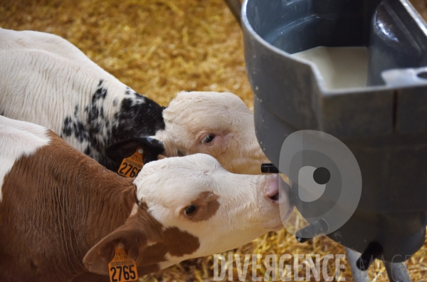 Agriculture, Elevage laitier