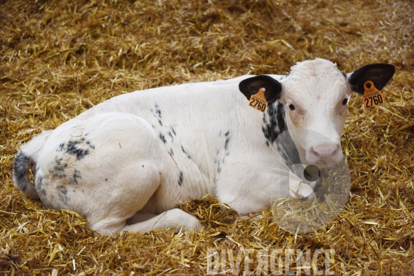 Agriculture, Elevage laitier
