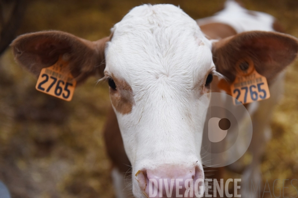 Agriculture, Elevage laitier