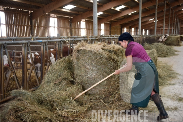 Agriculture, Elevage laitier