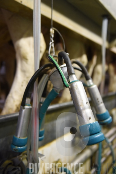 Agriculture, Elevage laitier