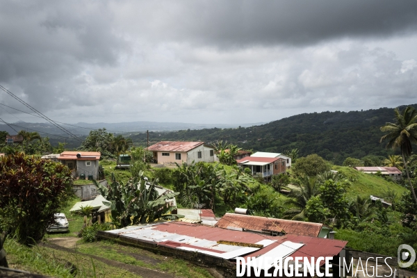 Illustrations forêt tropicale en Martinique