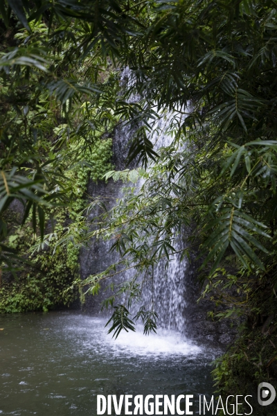 Illustrations forêt tropicale en Martinique