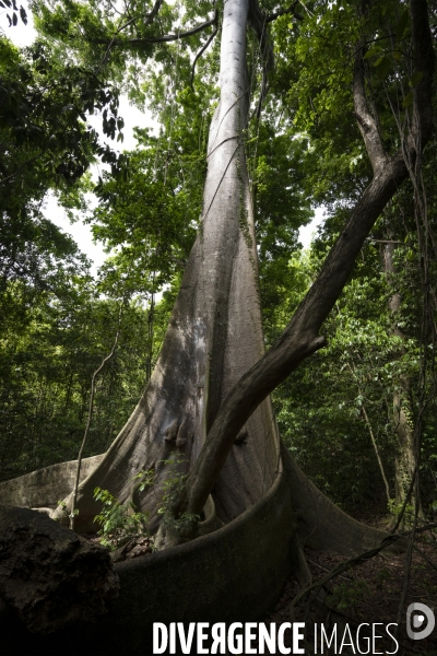 Illustrations forêt tropicale en Martinique