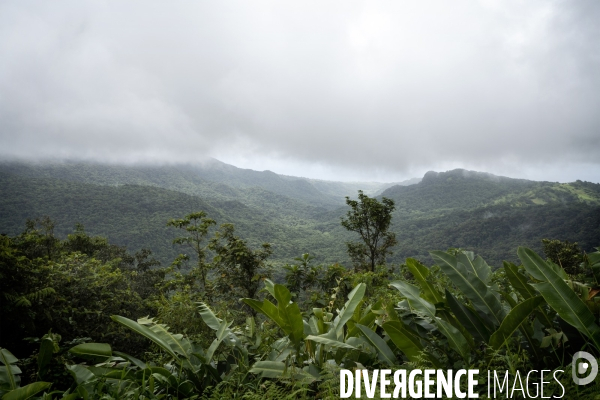 Illustrations forêt tropicale en Martinique