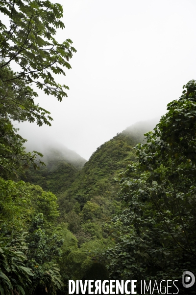 Illustrations forêt tropicale en Martinique