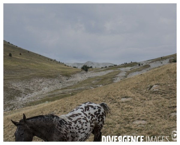 Le long de la Transbassealpine Digne Nice ( la bénediction des troupeaux )