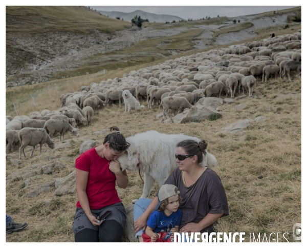 Le long de la Transbassealpine Digne Nice ( la bénediction des troupeaux )