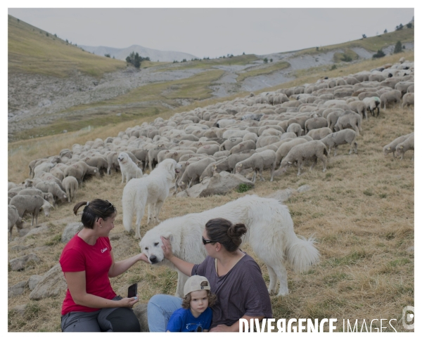 Le long de la Transbassealpine Digne Nice ( la bénediction des troupeaux )