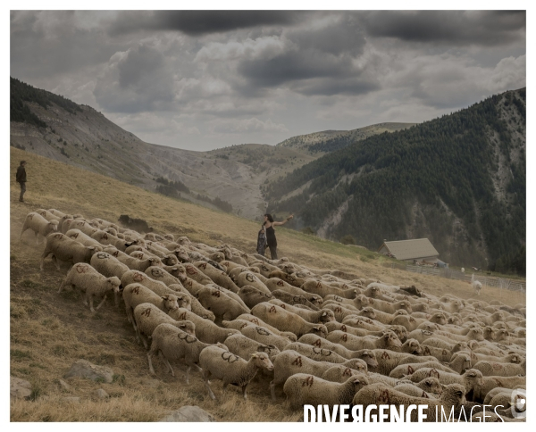 Le long de la Transbassealpine Digne Nice ( la bénediction des troupeaux )