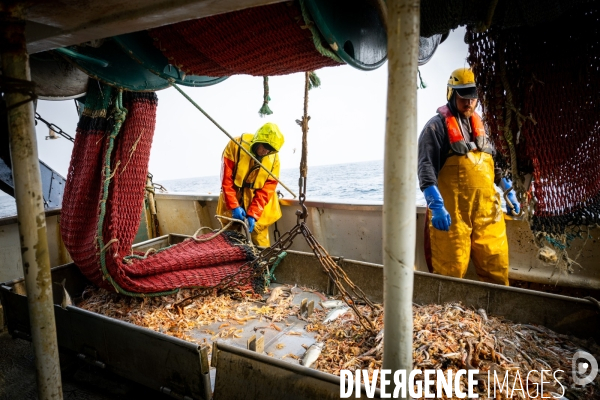 Port Louis : chalutier Phalene  pêche a la langoustine