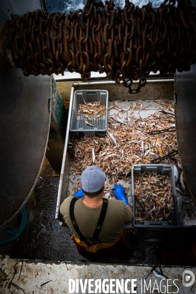 Port Louis : chalutier Phalene  pêche a la langoustine