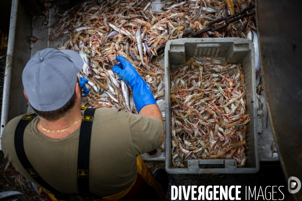 Port Louis : chalutier Phalene  pêche a la langoustine