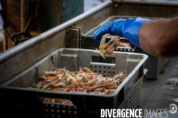 Port Louis : chalutier Phalene  pêche a la langoustine