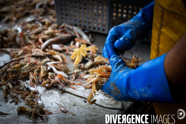 Port Louis : chalutier Phalene  pêche a la langoustine