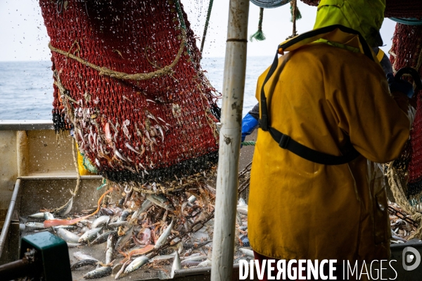 Port Louis : chalutier Phalene  pêche a la langoustine