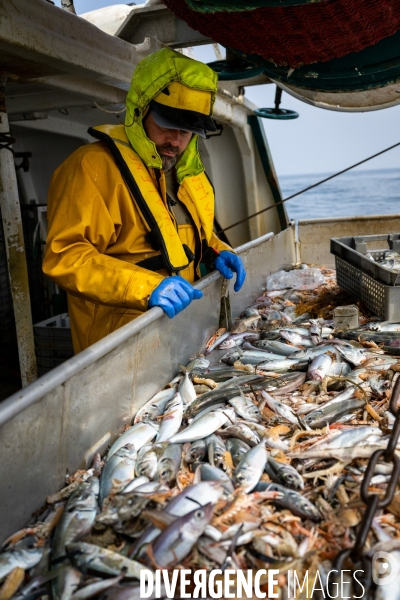 Port Louis : chalutier Phalene  pêche a la langoustine