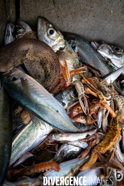 Port Louis : chalutier Phalene  pêche a la langoustine