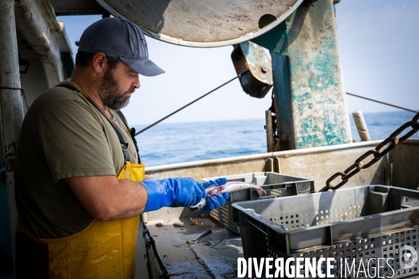 Port Louis : chalutier Phalene  pêche a la langoustine