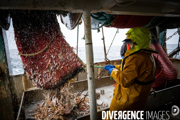 Port Louis : chalutier Phalene  pêche a la langoustine