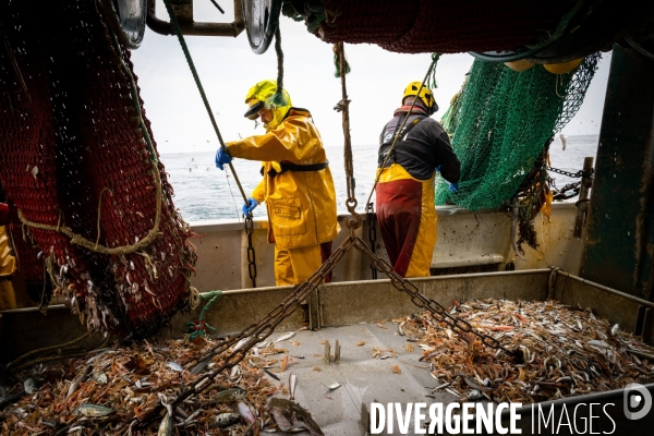 Port Louis : chalutier Phalene  pêche a la langoustine