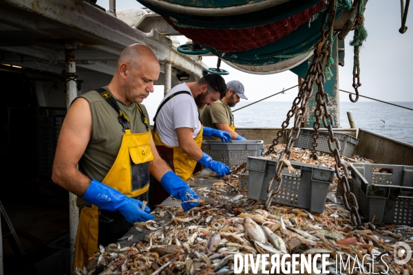 Port Louis : chalutier Phalene  pêche a la langoustine