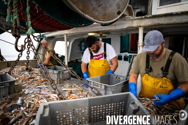 Port Louis : chalutier Phalene  pêche a la langoustine