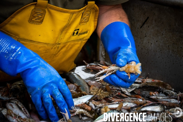 Port Louis : chalutier Phalene  pêche a la langoustine