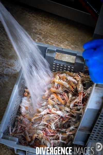 Port Louis : chalutier Phalene  pêche a la langoustine