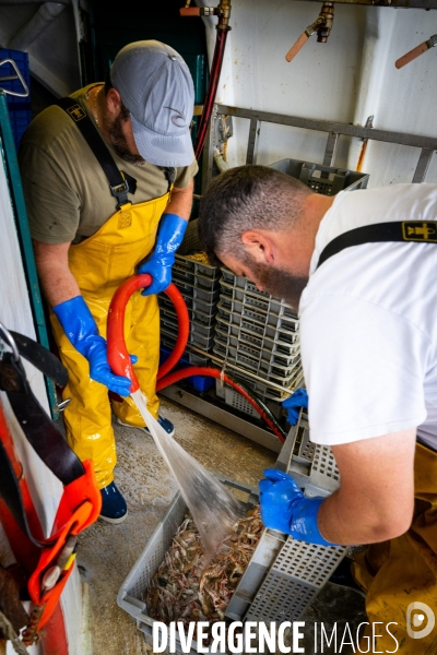 Port Louis : chalutier Phalene  pêche a la langoustine