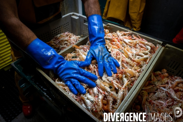 Port Louis : chalutier Phalene  pêche a la langoustine