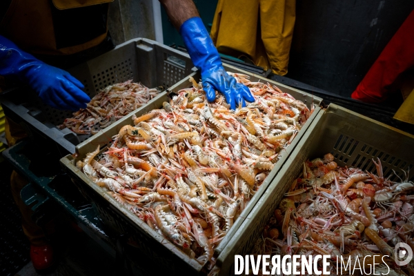 Port Louis : chalutier Phalene  pêche a la langoustine