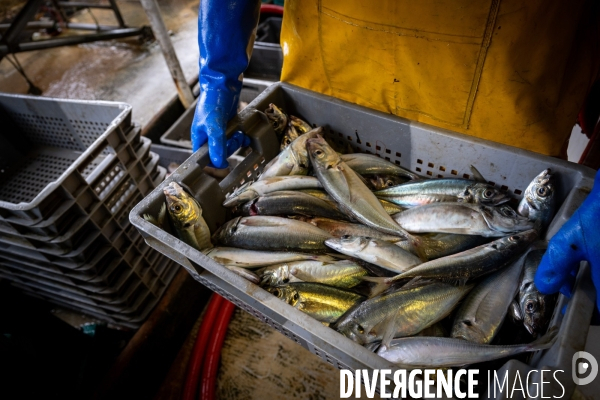 Port Louis : chalutier Phalene  pêche a la langoustine