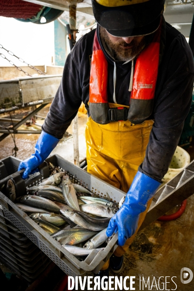 Port Louis : chalutier Phalene  pêche a la langoustine