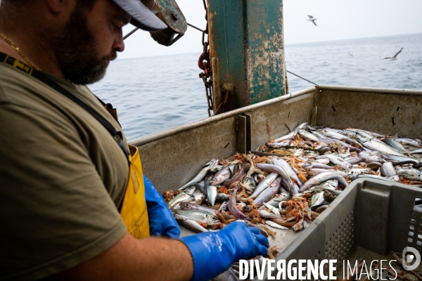 Port Louis : chalutier Phalene  pêche a la langoustine