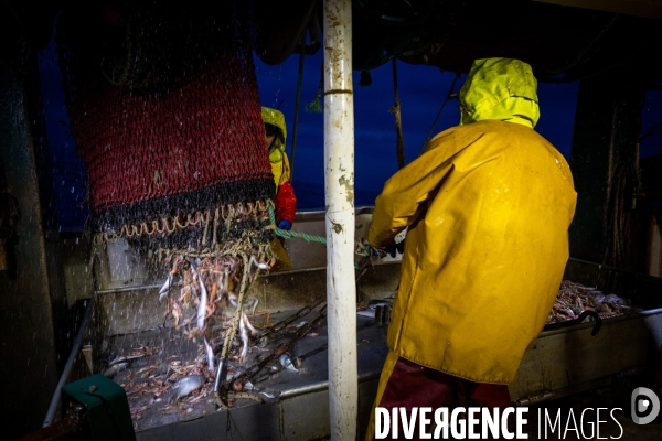 Port Louis : chalutier Phalene  pêche a la langoustine