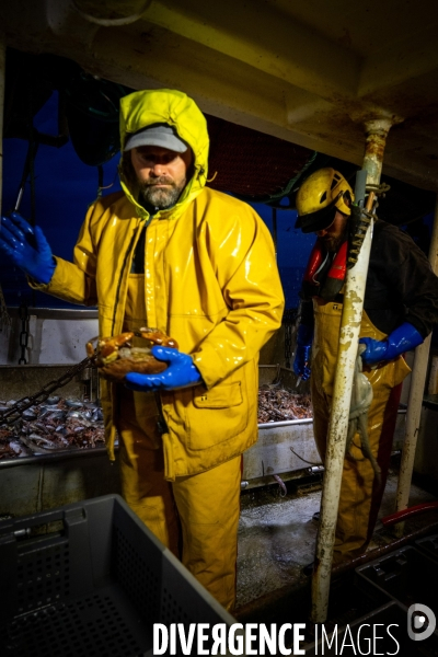 Port Louis : chalutier Phalene  pêche a la langoustine