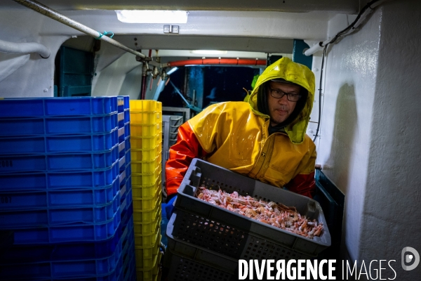 Port Louis : chalutier Phalene  pêche a la langoustine